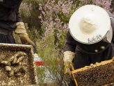 Βασιλικός Πολτός, το ευεργετικό τονωτικό του οργανισμού