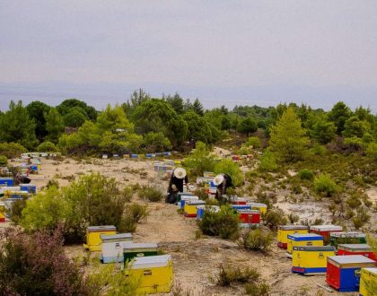Μοναστηριακή Μελισσοκομία - Πώς άρχισαν όλα