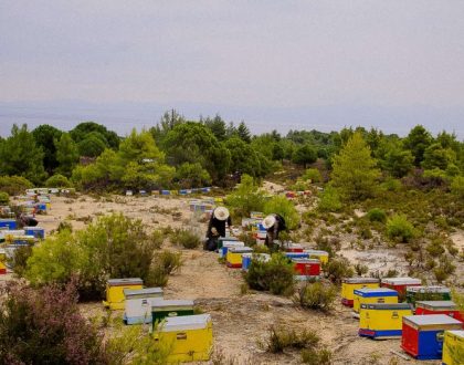 Μοναστηριακή Μελισσοκομία - Πώς άρχισαν όλα